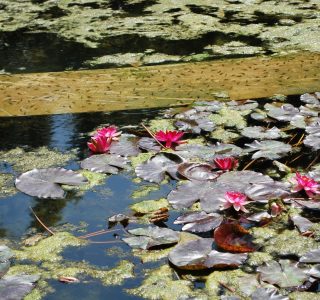 The gardens of Palermo